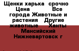 Щенки харька! срочно. › Цена ­ 5 000 - Все города Животные и растения » Другие животные   . Ханты-Мансийский,Нижневартовск г.